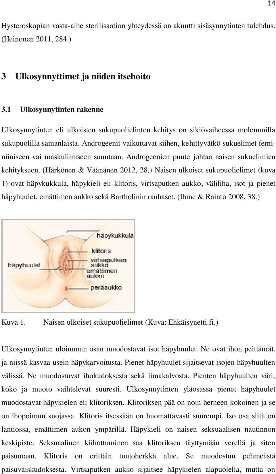 Androgeenit vaikuttavat siihen, kehittyvätkö sukuelimet feminiiniseen vai maskuliiniseen suuntaan. Androgeenien puute johtaa naisen sukuelimien kehitykseen. (Härkönen & Väänänen 2012, 28.