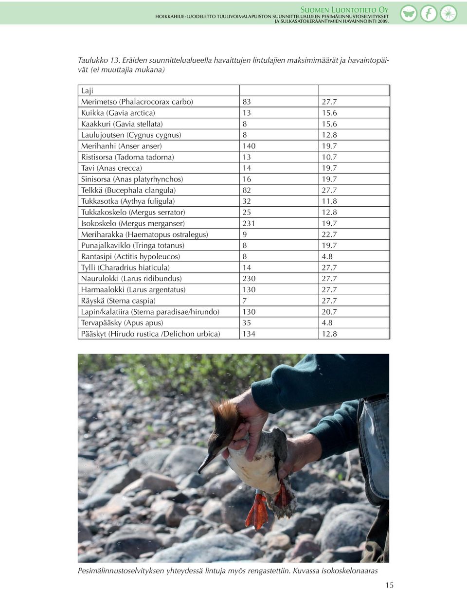 7 Sinisorsa (Anas platyrhynchos) 16 19.7 Telkkä (Bucephala clangula) 82 27.7 Tukkasotka (Aythya fuligula) 32 11.8 Tukkakoskelo (Mergus serrator) 25 12.8 Isokoskelo (Mergus merganser) 231 19.