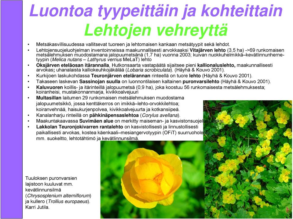 kevätlinnunhernetyypin (Melica nutans Lathyrus vernus MeLaT) lehto Oksjärven eteläosan itärannalla, Hutkonsaarta vastapäätä sijaitsee pieni kallionaluslehto, maakunnallisesti arvokas; uhanalaista