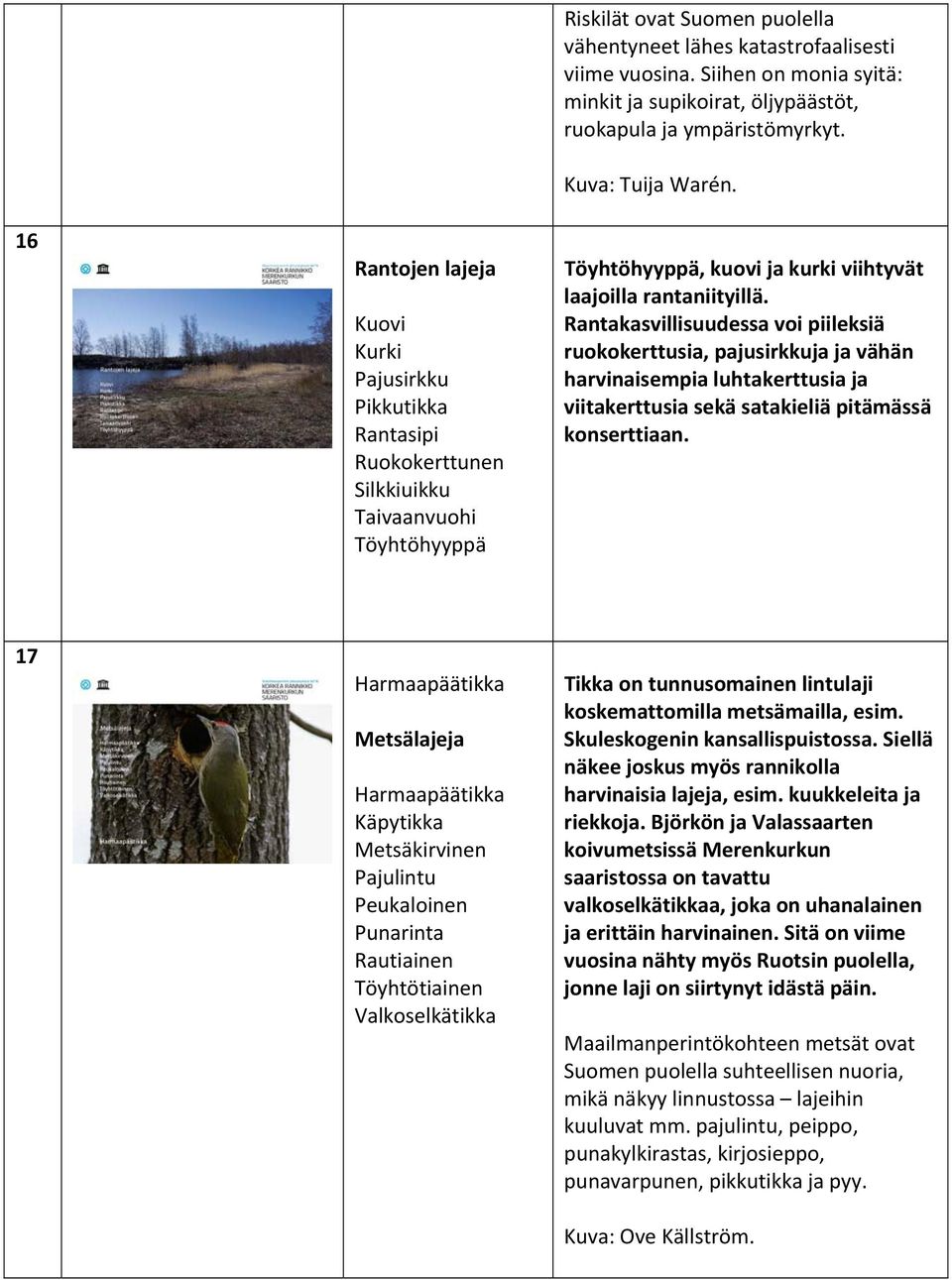 Rantakasvillisuudessa voi piileksiä ruokokerttusia, pajusirkkuja ja vähän harvinaisempia luhtakerttusia ja viitakerttusia sekä satakieliä pitämässä konserttiaan.