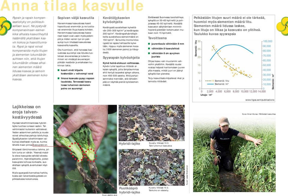 Rypsi ja rapsi voivat kompensoida myös litujen ja siementen lukumäärän suhteen niin, että litujen lukumäärän ollessa alhainen siementen määrä lidussa kasvaa ja samoin yksittäisen siemenen koko kasvaa.