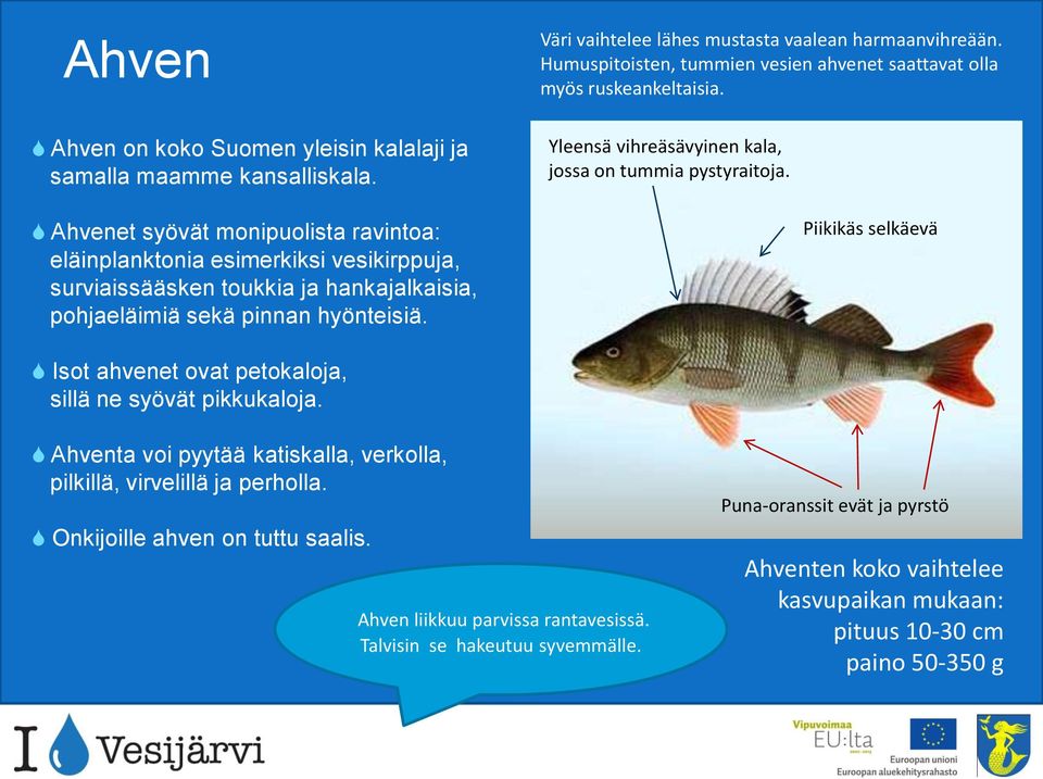 Väri vaihtelee lähes mustasta vaalean harmaanvihreään. Humuspitoisten, tummien vesien ahvenet saattavat olla myös ruskeankeltaisia. Yleensä vihreäsävyinen kala, jossa on tummia pystyraitoja.
