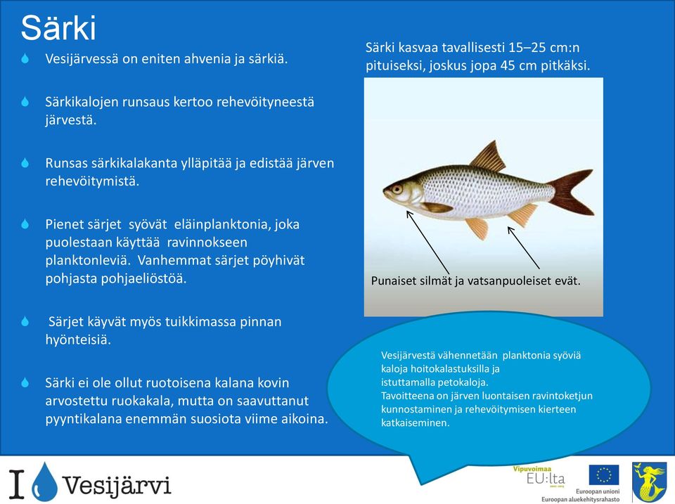 Vanhemmat särjet pöyhivät pohjasta pohjaeliöstöä. Punaiset silmät ja vatsanpuoleiset evät. Särjet käyvät myös tuikkimassa pinnan hyönteisiä.