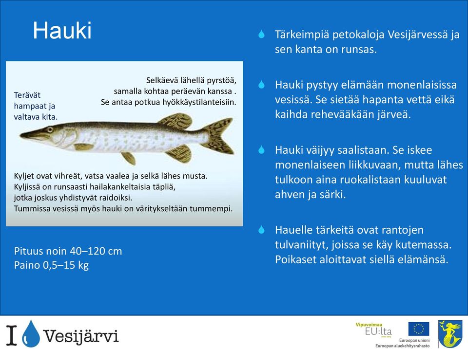 Kyljet ovat vihreät, vatsa vaalea ja selkä lähes musta. Kyljissä on runsaasti hailakankeltaisia täpliä, jotka joskus yhdistyvät raidoiksi.