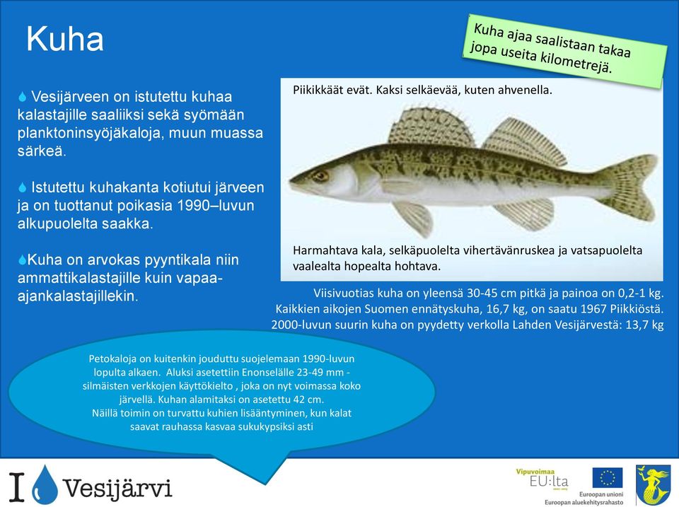 Harmahtava kala, selkäpuolelta vihertävänruskea ja vatsapuolelta vaalealta hopealta hohtava. Viisivuotias kuha on yleensä 30-45 cm pitkä ja painoa on 0,2-1 kg.