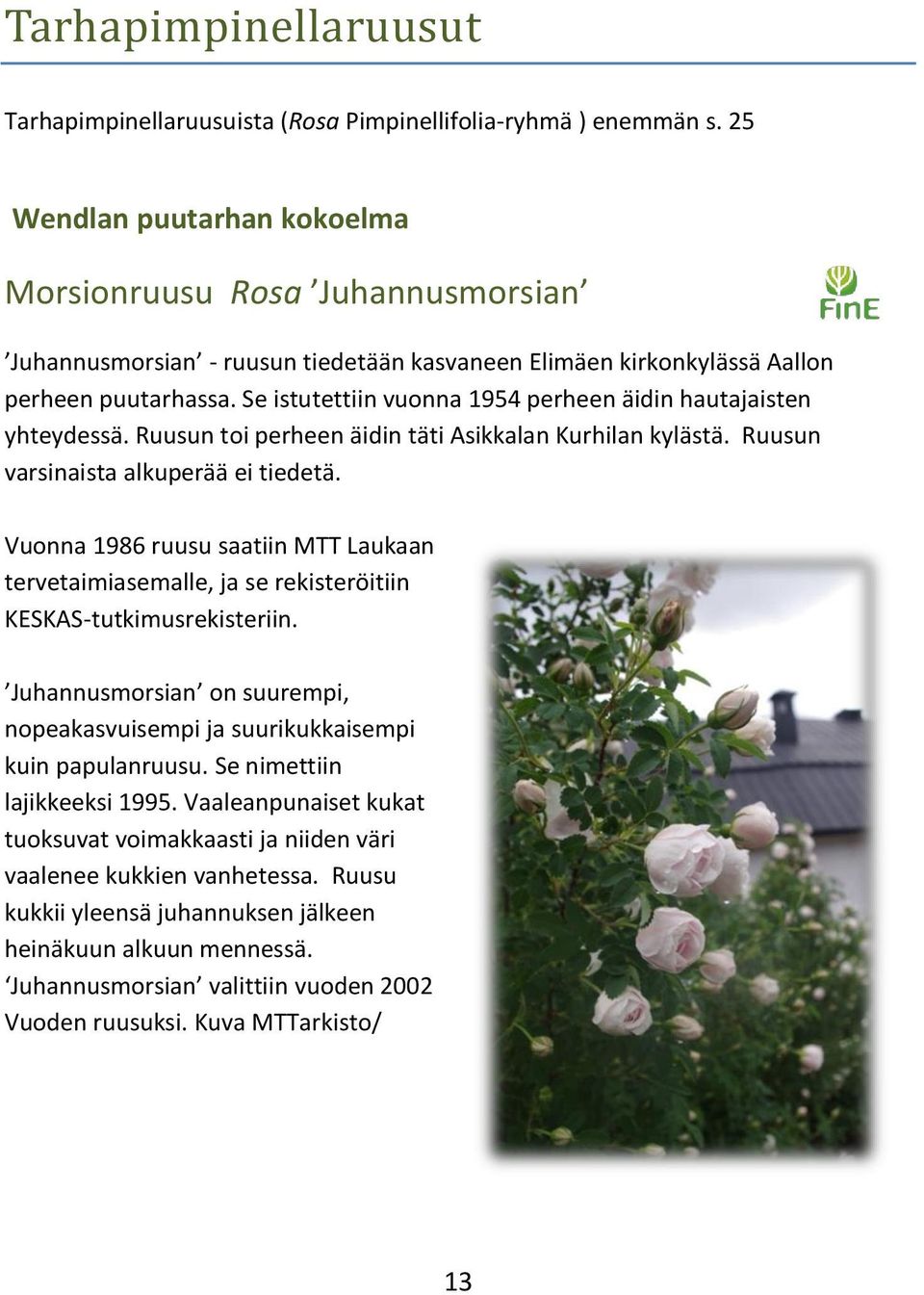 Se istutettiin vuonna 1954 perheen äidin hautajaisten yhteydessä. Ruusun toi perheen äidin täti Asikkalan Kurhilan kylästä. Ruusun varsinaista alkuperää ei tiedetä.