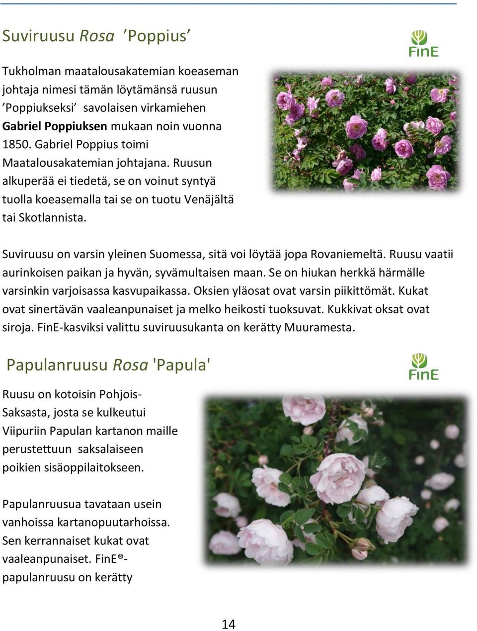 Suviruusu on varsin yleinen Suomessa, sitä voi löytää jopa Rovaniemeltä. Ruusu vaatii aurinkoisen paikan ja hyvän, syvämultaisen maan. Se on hiukan herkkä härmälle varsinkin varjoisassa kasvupaikassa.
