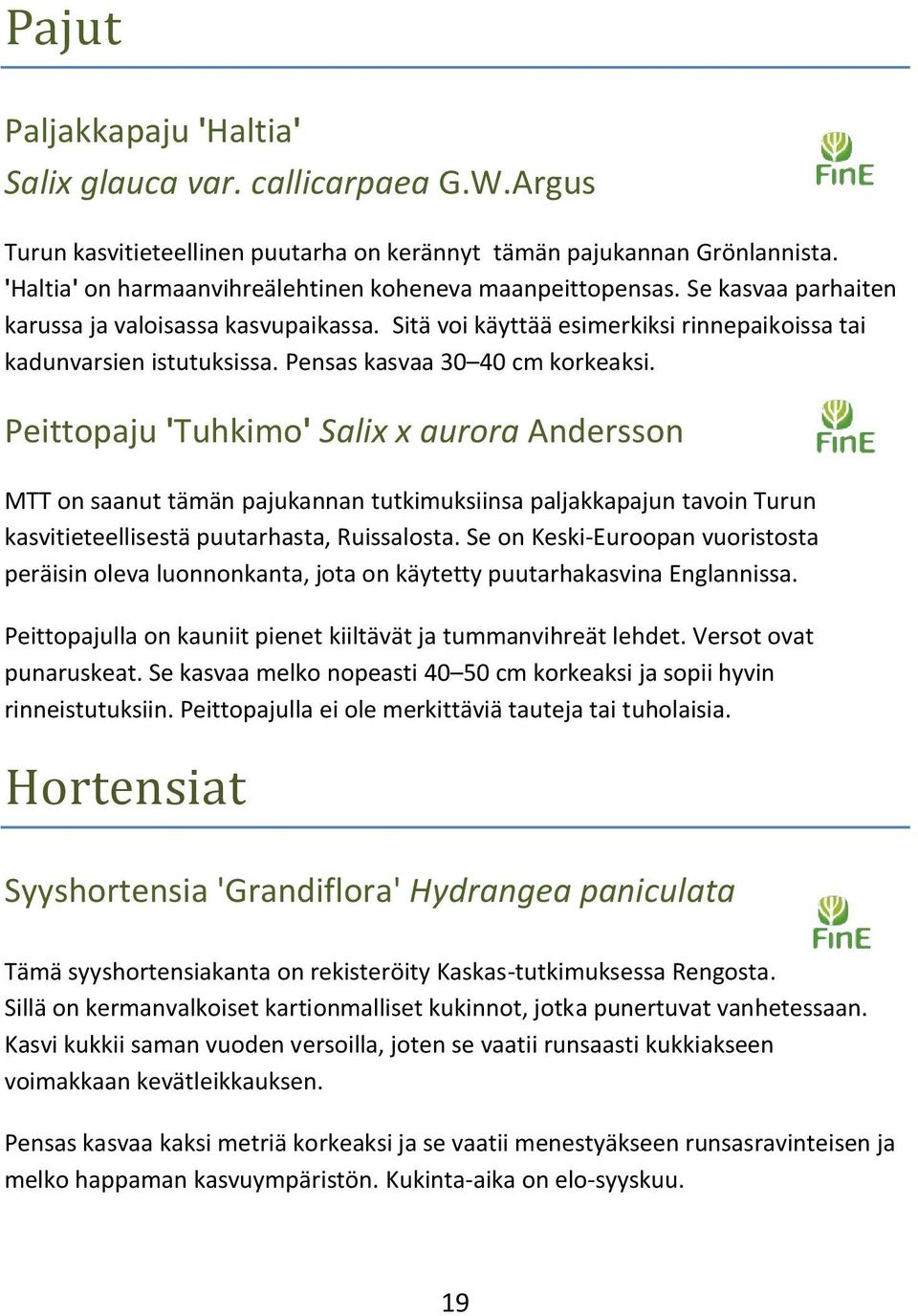 Pensas kasvaa 30 40 cm korkeaksi. Peittopaju 'Tuhkimo' Salix x aurora Andersson MTT on saanut tämän pajukannan tutkimuksiinsa paljakkapajun tavoin Turun kasvitieteellisestä puutarhasta, Ruissalosta.