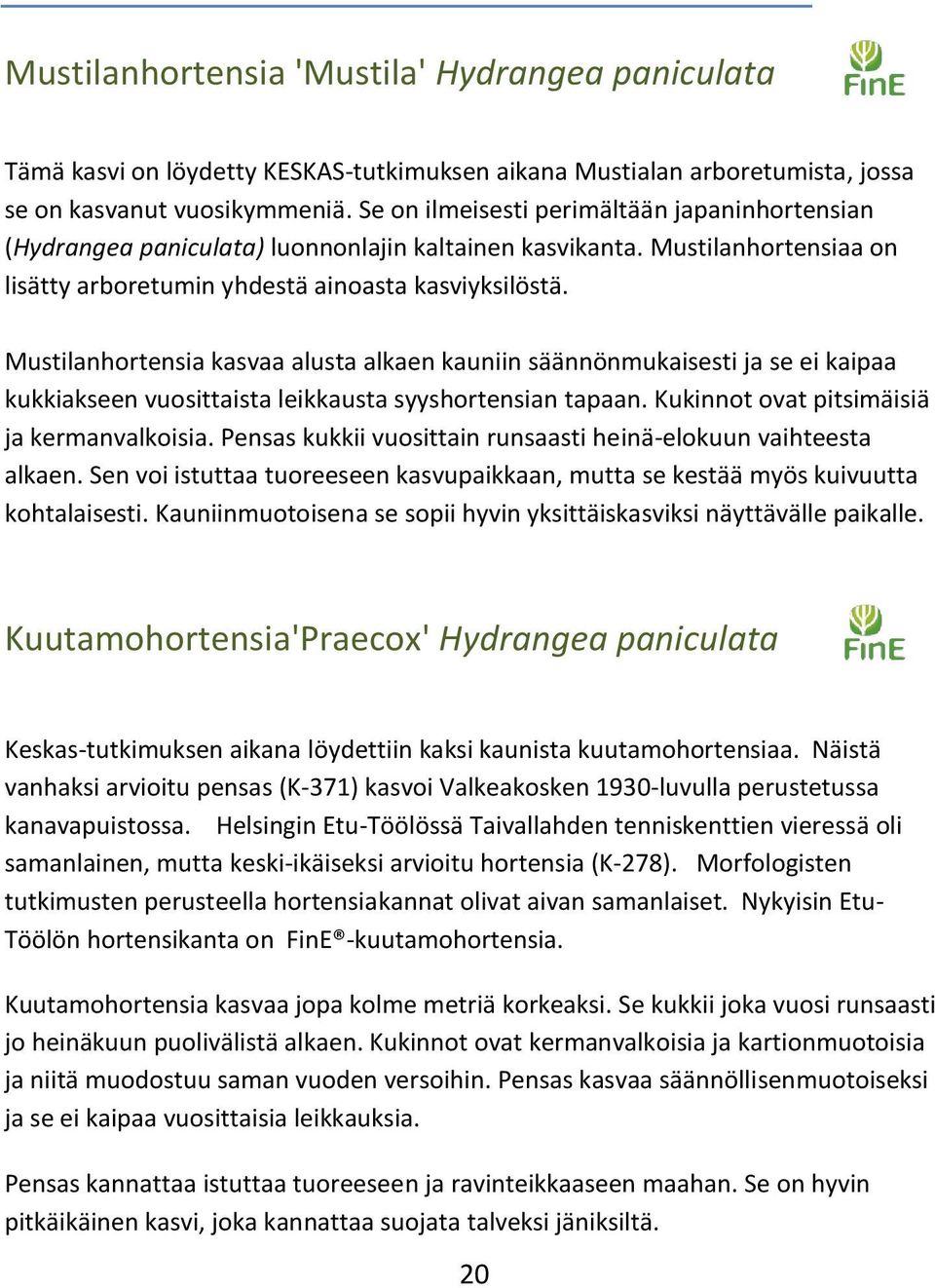 Mustilanhortensia kasvaa alusta alkaen kauniin säännönmukaisesti ja se ei kaipaa kukkiakseen vuosittaista leikkausta syyshortensian tapaan. Kukinnot ovat pitsimäisiä ja kermanvalkoisia.