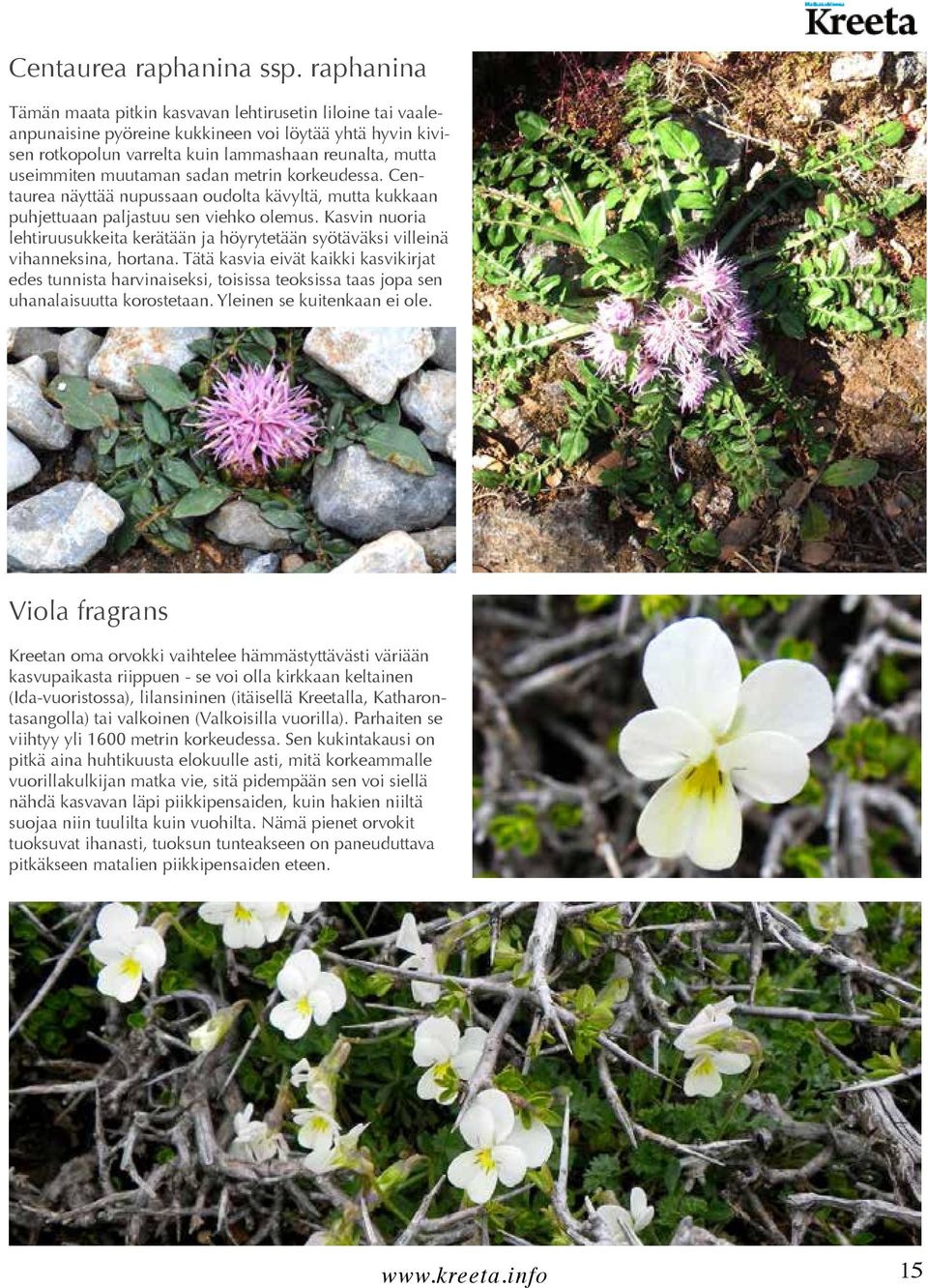 muutaman sadan metrin korkeudessa. Centaurea näyttää nupussaan oudolta kävyltä, mutta kukkaan puhjettuaan paljastuu sen viehko olemus.