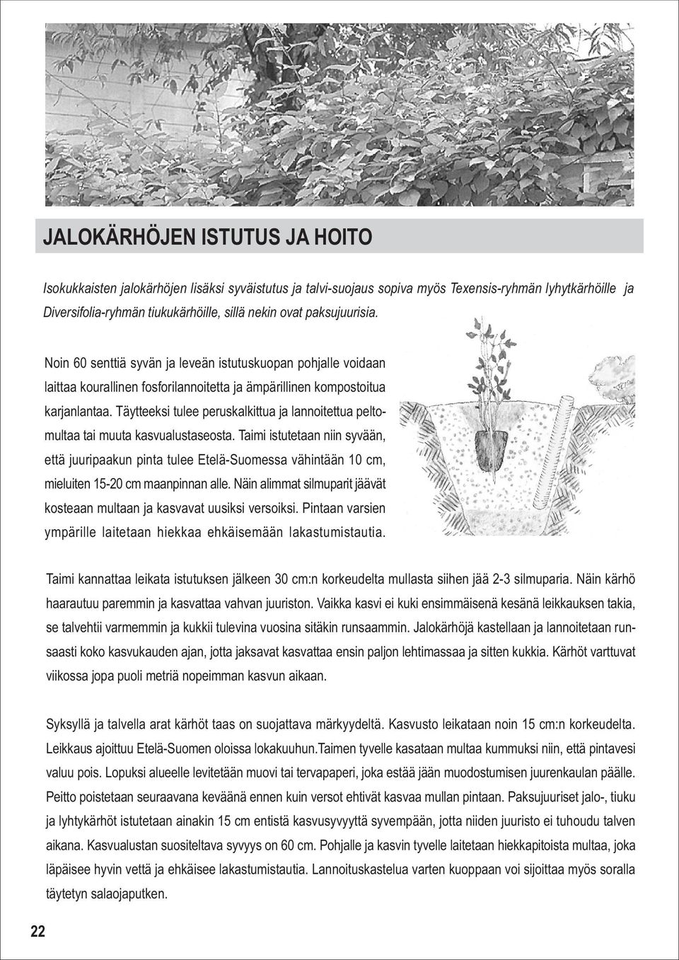 Täytteeksi tulee peruskalkittua ja lannoitettua peltomultaa tai muuta kasvualustaseosta.