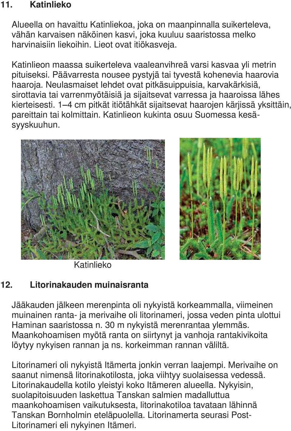 Neulasmaiset lehdet ovat pitkäsuippuisia, karvakärkisiä, sirottavia tai varrenmyötäisiä ja sijaitsevat varressa ja haaroissa lähes kierteisesti.