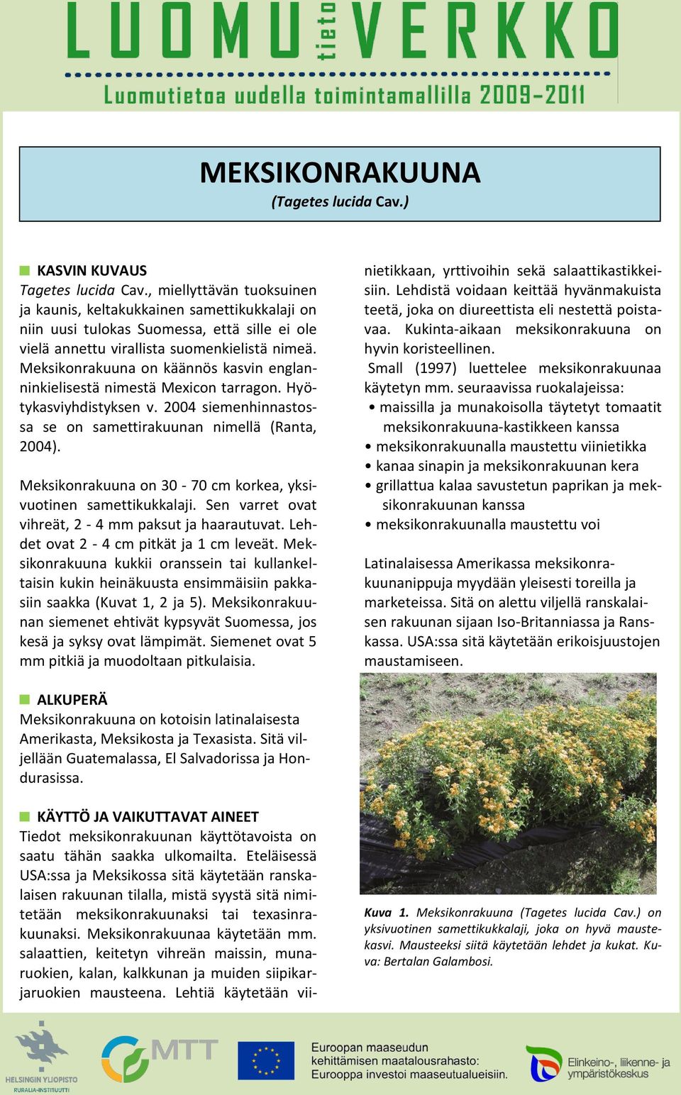 Meksikonrakuuna on käännös kasvin englanninkielisestä nimestä Mexicon tarragon. Hyötykasviyhdistyksen v. 2004 siemenhinnastossa se on samettirakuunan nimellä (Ranta, 2004).