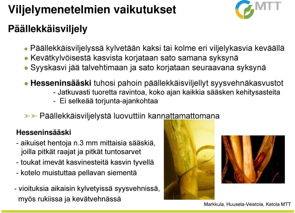 sääsken kehitysasteita - Ei selkeää torjunta-ajankohtaa Päällekkäisviljelystä luovuttiin kannattamattomana Hesseninsääski - aikuiset hentoja n.