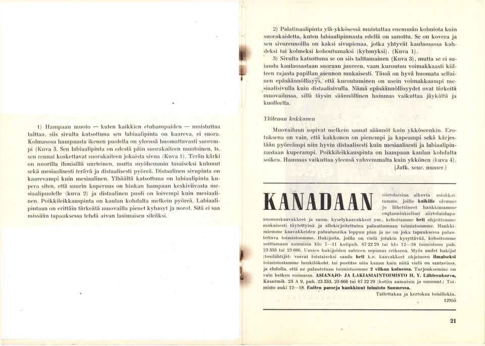 3) Sivulta katsottuna se on siis talttamainen (Kuva 3), mutta se ei sulaudu kantaosastaan suoraan juureen, vaan knrontnn voimakkaasti kiilteen rajasta papillan asennon mukaisesti.