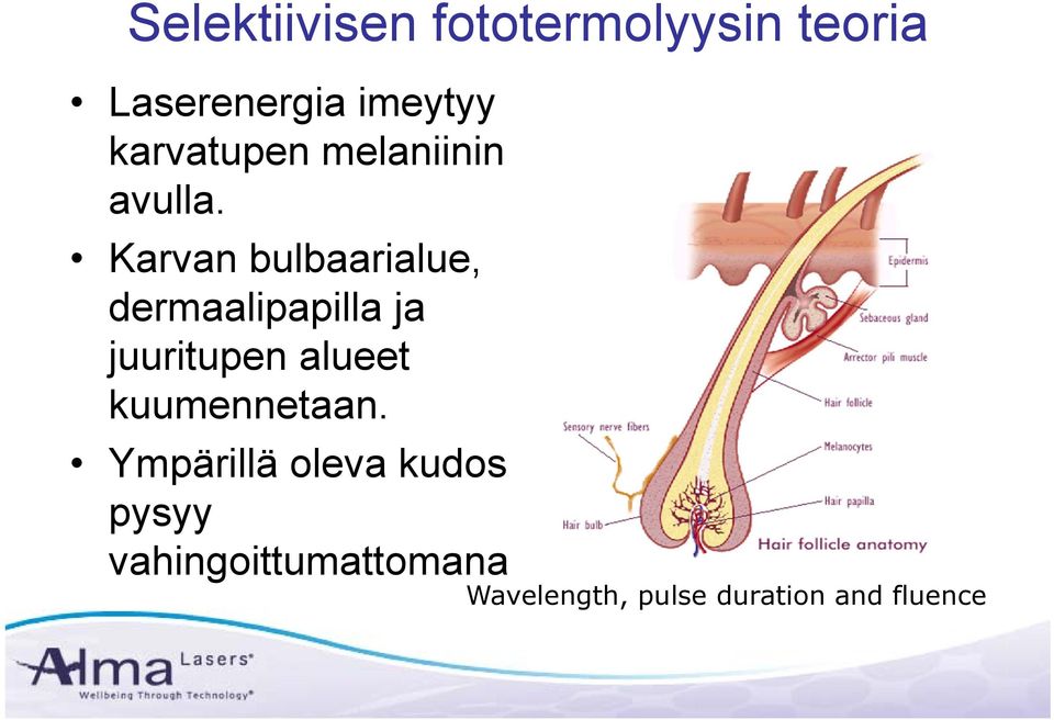 Karvan bulbaarialue, dermaalipapilla ja juuritupen alueet