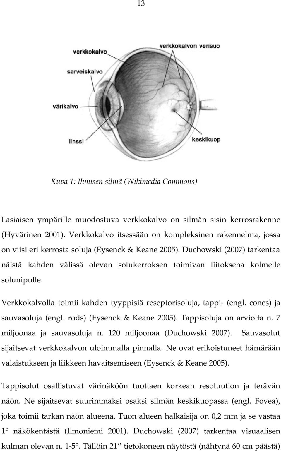 Duchowski (2007) tarkentaa näistä kahden välissä olevan solukerroksen toimivan liitoksena kolmelle solunipulle. Verkkokalvolla toimii kahden tyyppisiä reseptorisoluja, tappi (engl.