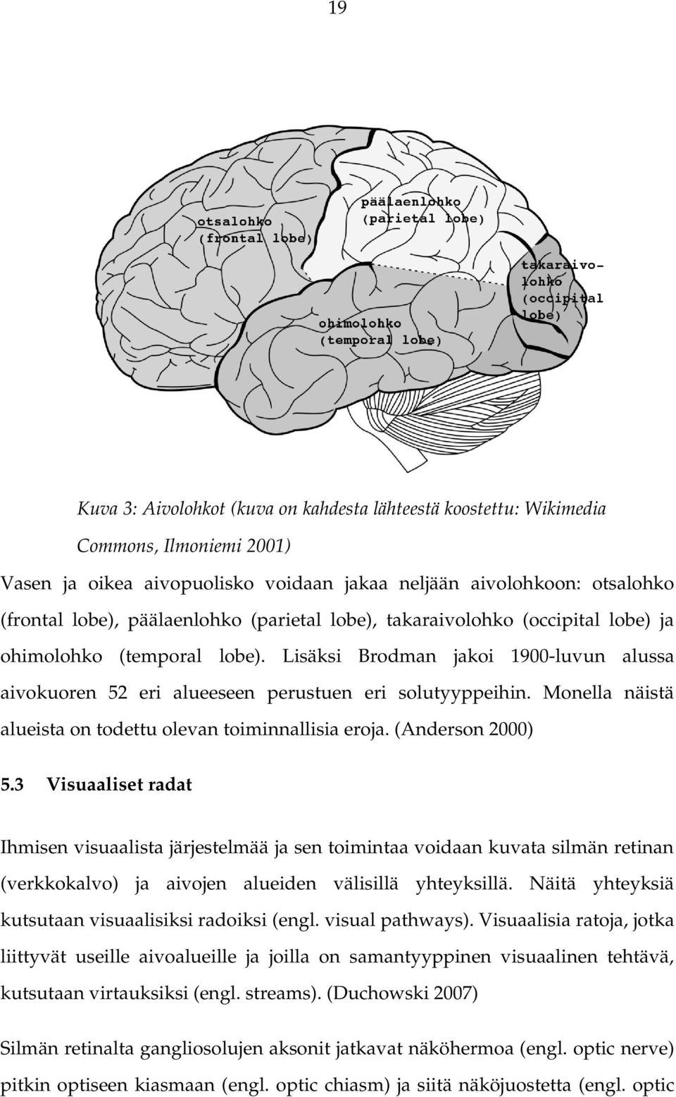 Monella näistä alueista on todettu olevan toiminnallisia eroja. (Anderson 2000) 5.