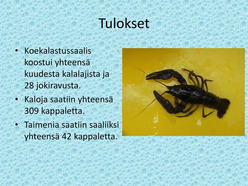 Kaloja saatiin yhteensä 309 kappaletta.