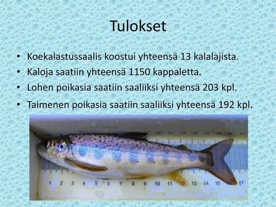 Kaloja saatiin yhteensä 1150 kappaletta.