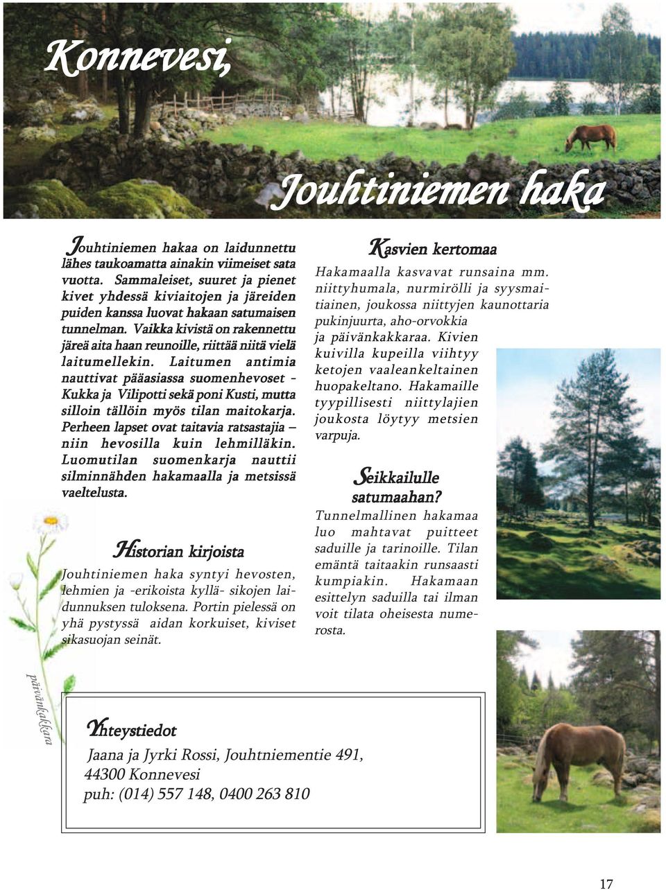 Vaikka kivistä on rakennettu järeä aita haan reunoille, riittää niitä vielä laitumellekin.