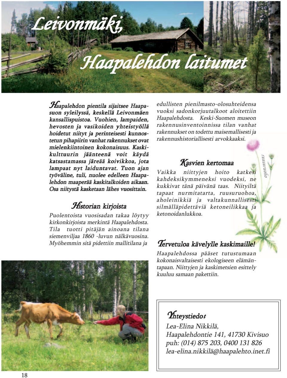 Kaski- kulttuurin jäänteenä voit käydä katsastamassa järeää koivikkoa, jota lampaat nyt laiduntavat. Tuon ajan työväline, tuli, nuolee edelleen Haapa- lehdon maaperää kaskitalkoiden aikaan.