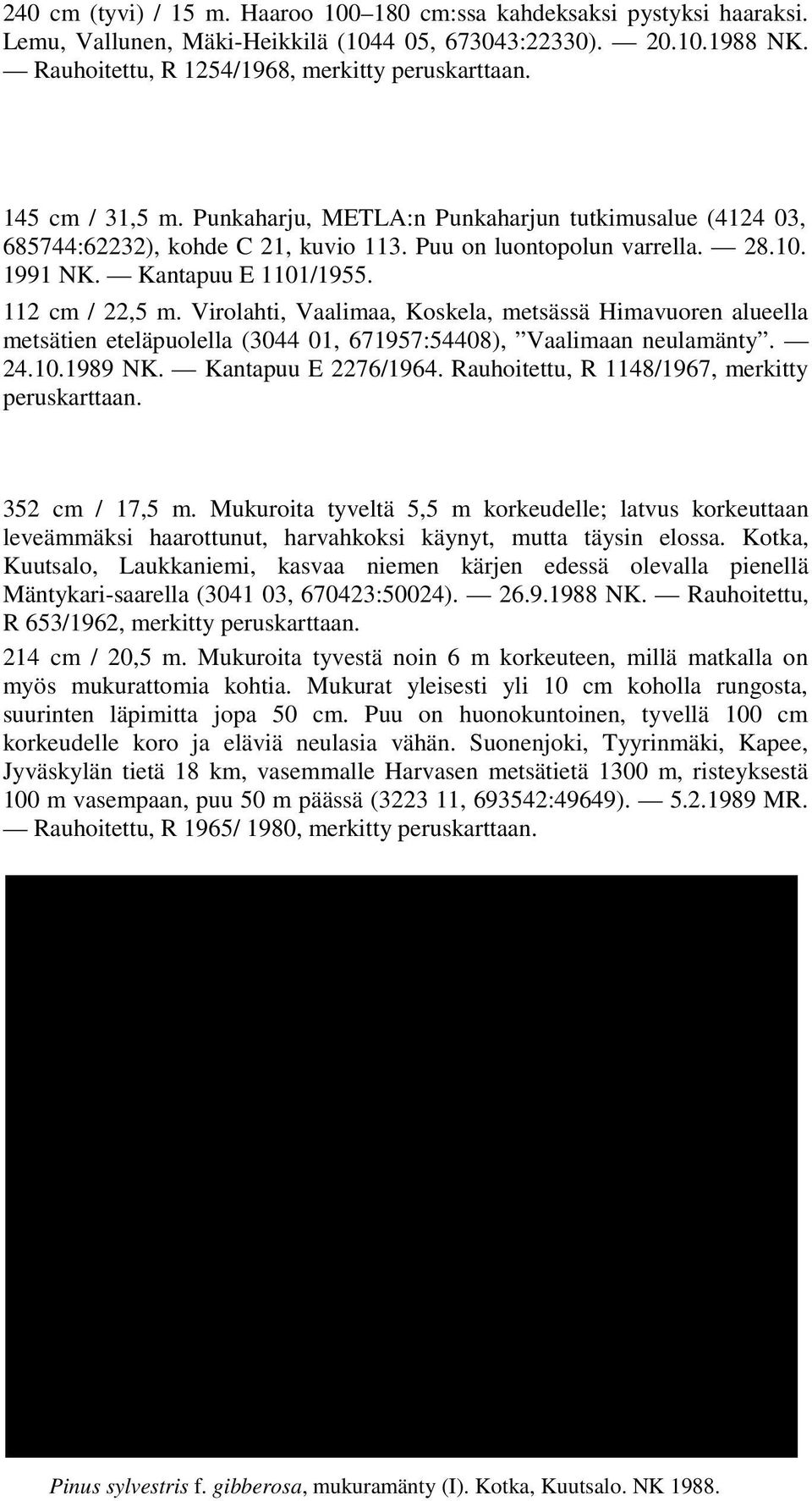 Virolahti, Vaalimaa, Koskela, metsässä Himavuoren alueella metsätien eteläpuolella (3044 01, 671957:54408), Vaalimaan neulamänty. 24.10.1989 NK. Kantapuu E 2276/1964.