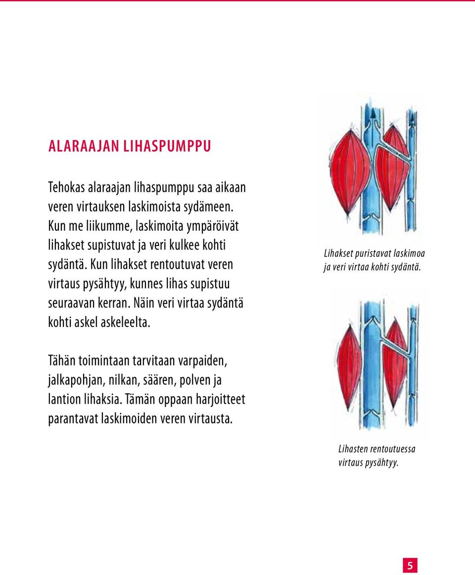 Kun lihakset rentoutuvat veren virtaus pysähtyy, kunnes lihas supistuu seuraavan kerran. Näin veri virtaa sydäntä kohti askel askeleelta.