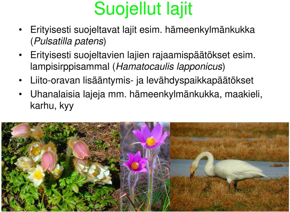 rajaamispäätökset esim.