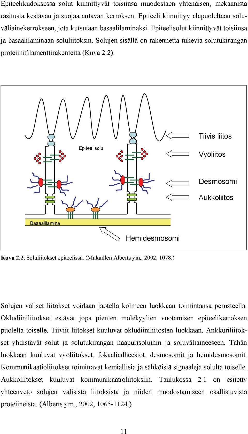 Solujen sisällä on rakennetta tukevia solutukirangan proteiinifilamenttirakenteita (Kuva 2.2). Tiivis liitos Epiteelisolu Vyöliitos Desmosomi Aukkoliitos Basaalilamina Hemidesmosomi Kuva 2.2. Soluliitokset epiteelissä.