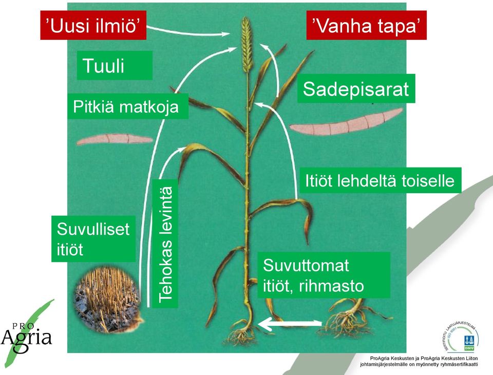 Sadepisarat Itiöt lehdeltä