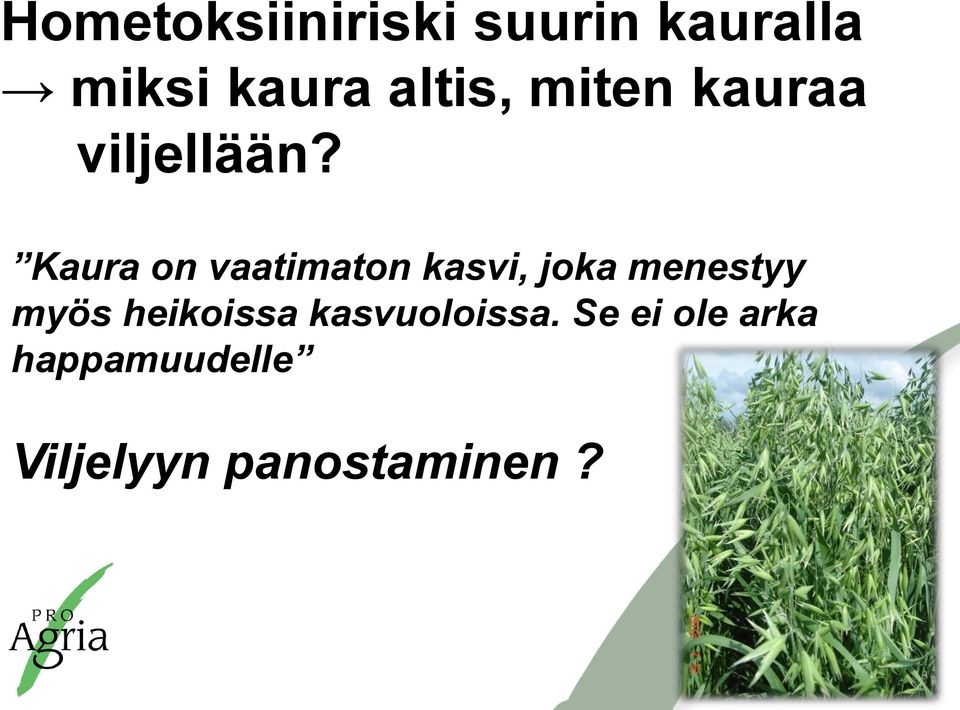 Kaura on vaatimaton kasvi, joka menestyy myös