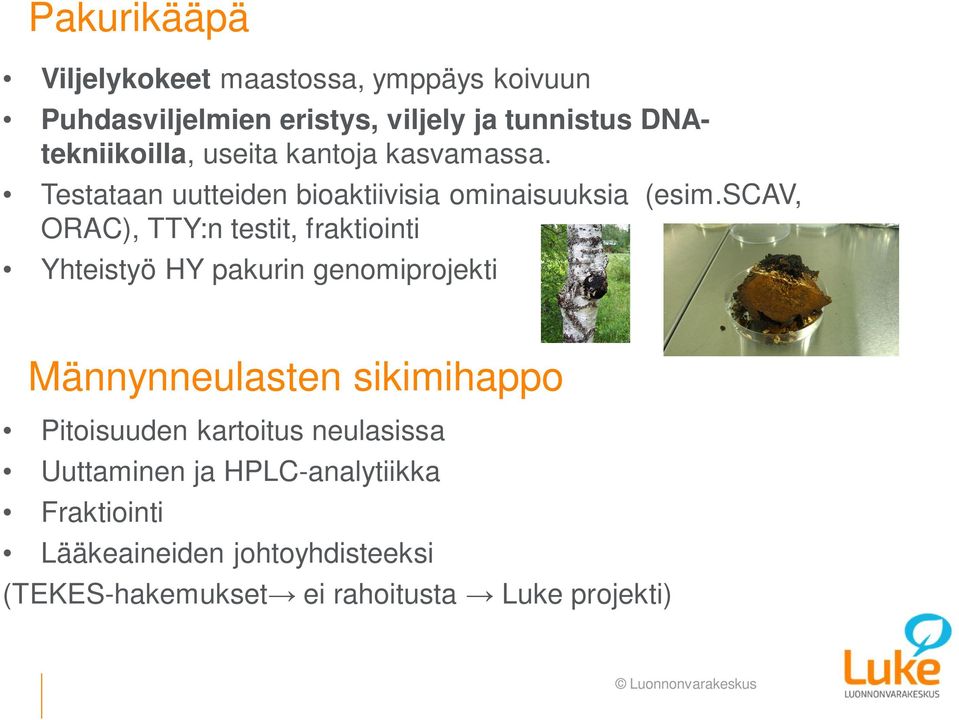 scav, ORAC), TTY:n testit, fraktiointi Yhteistyö HY pakurin genomiprojekti Männynneulasten sikimihappo