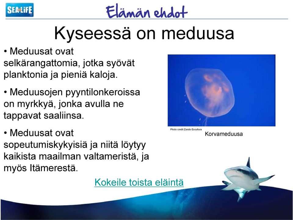 Elämän ehdot Meduusat ovat sopeutumiskykyisiä ja niitä löytyy kaikista maailman