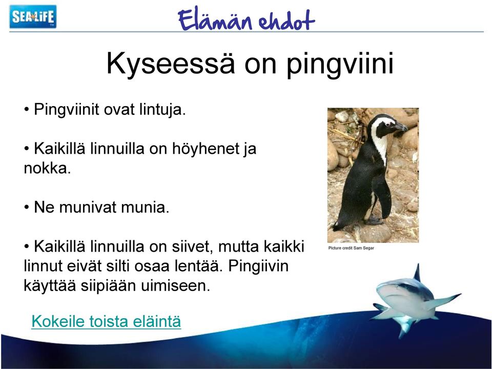 Kaikillä linnuilla on siivet, mutta kaikki linnut eivät silti osaa