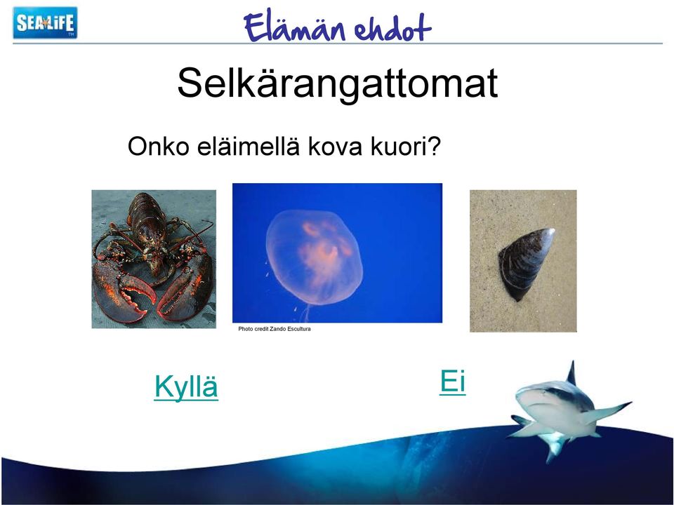 eläimellä kova kuori?