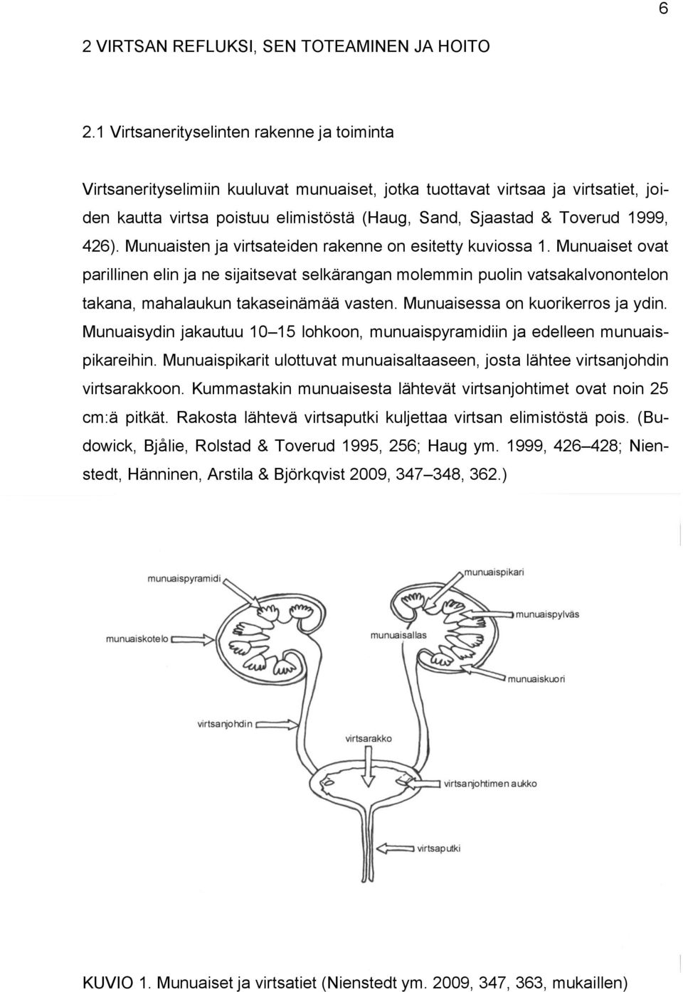 1999, 426). Munuaisten ja virtsateiden rakenne on esitetty kuviossa 1.