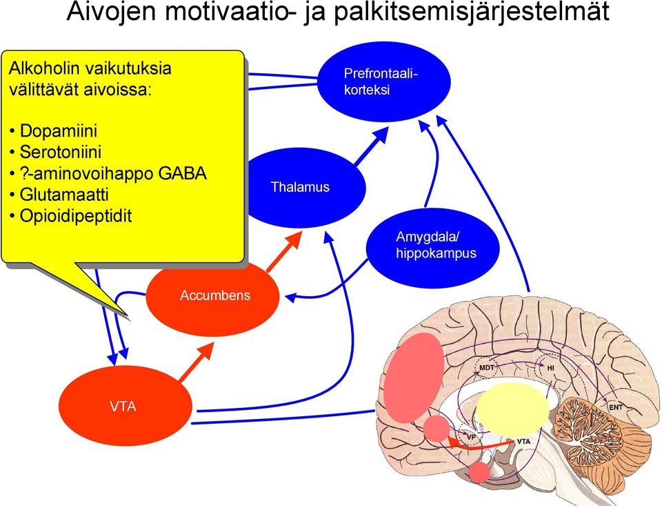 -aminovoihappo GABA Glutamaatti Opioidipeptidit Thalamus