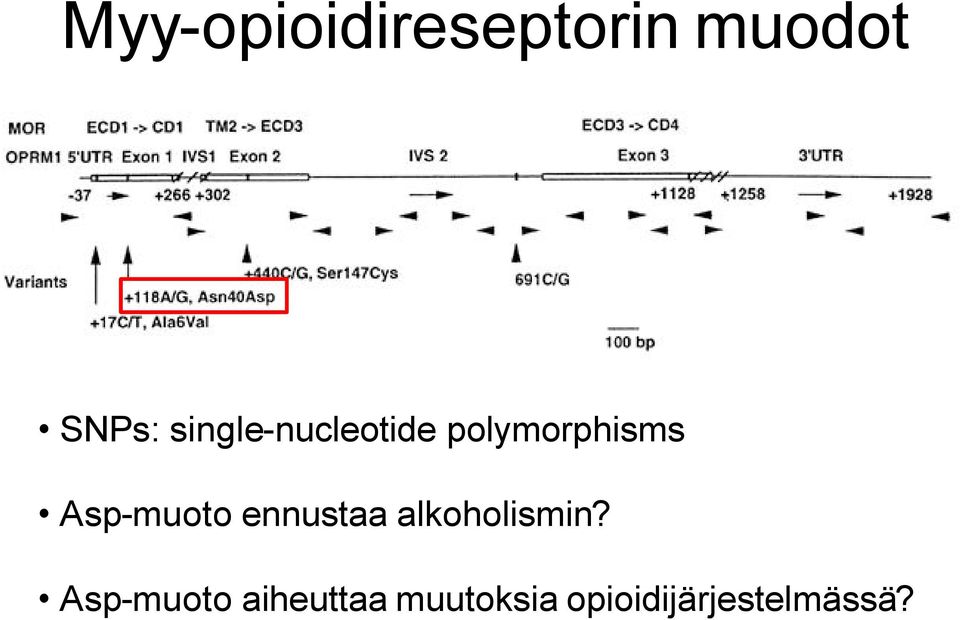 Asp-muoto ennustaa alkoholismin?