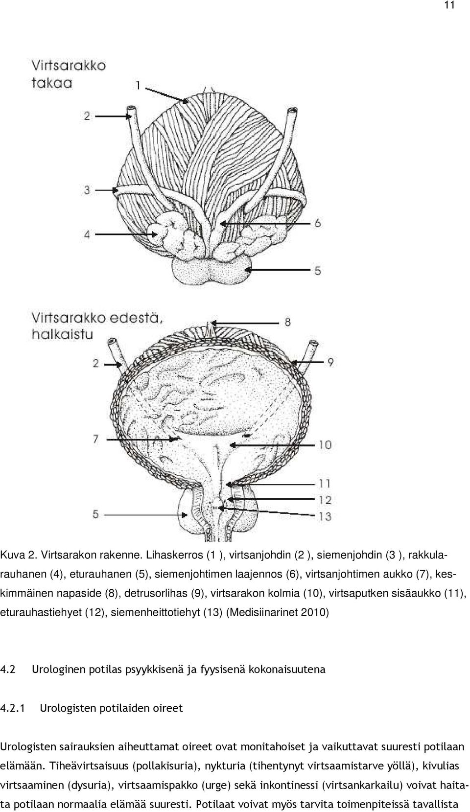 virtsarakon kolmia (10), virtsaputken sisäaukko (11), eturauhastiehyet (12)