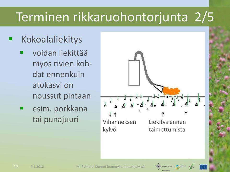 atokasvi on noussut pintaan esim.