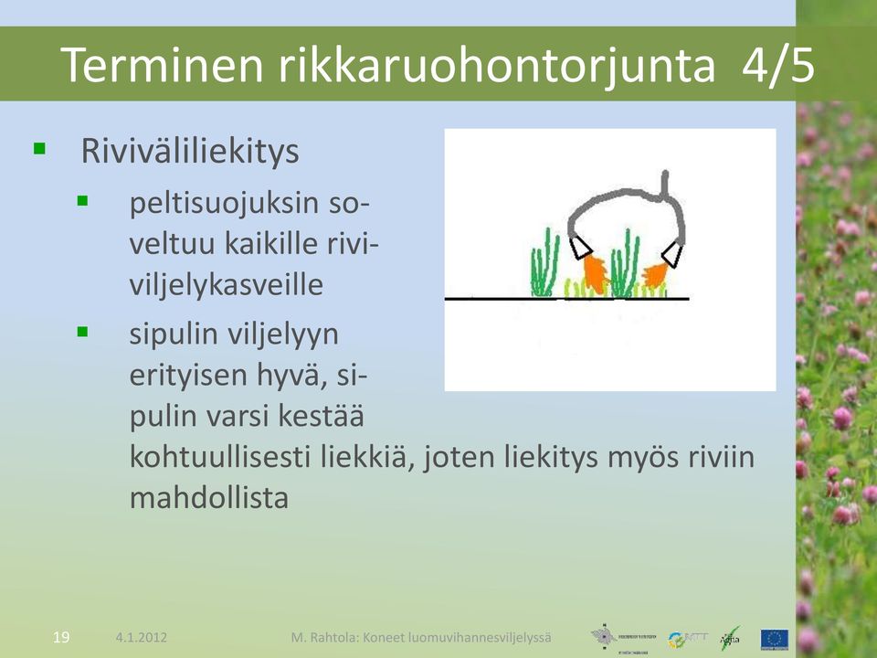 sipulin viljelyyn erityisen hyvä, sipulin varsi kestää