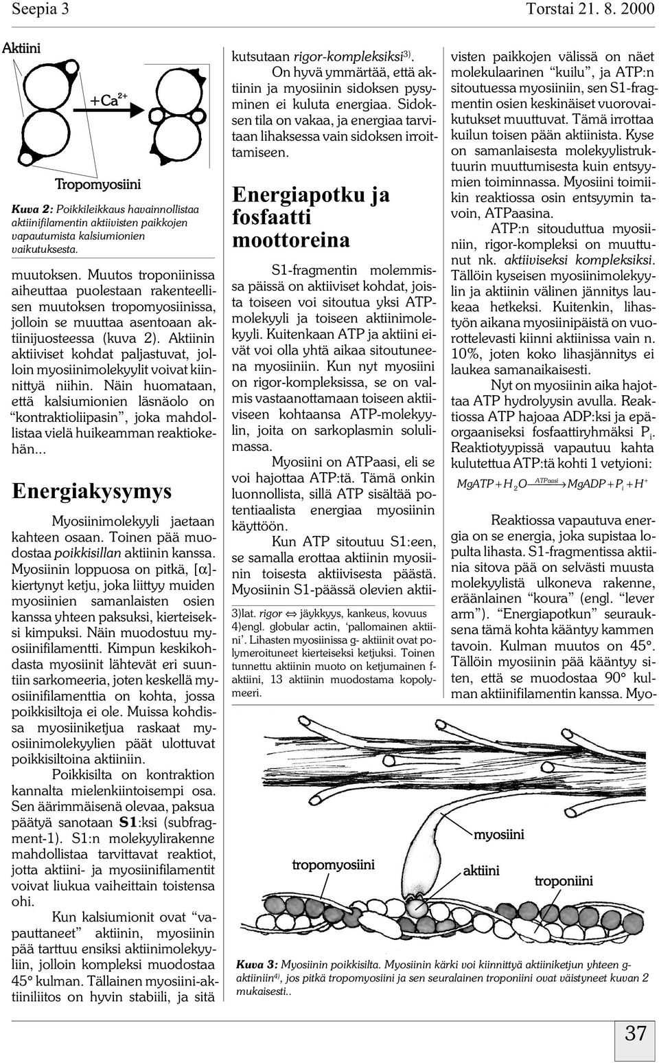 Aktiinin aktiiviset kohdat paljastuvat, jolloin myosiinimolekyylit voivat kiinnittyä niihin.