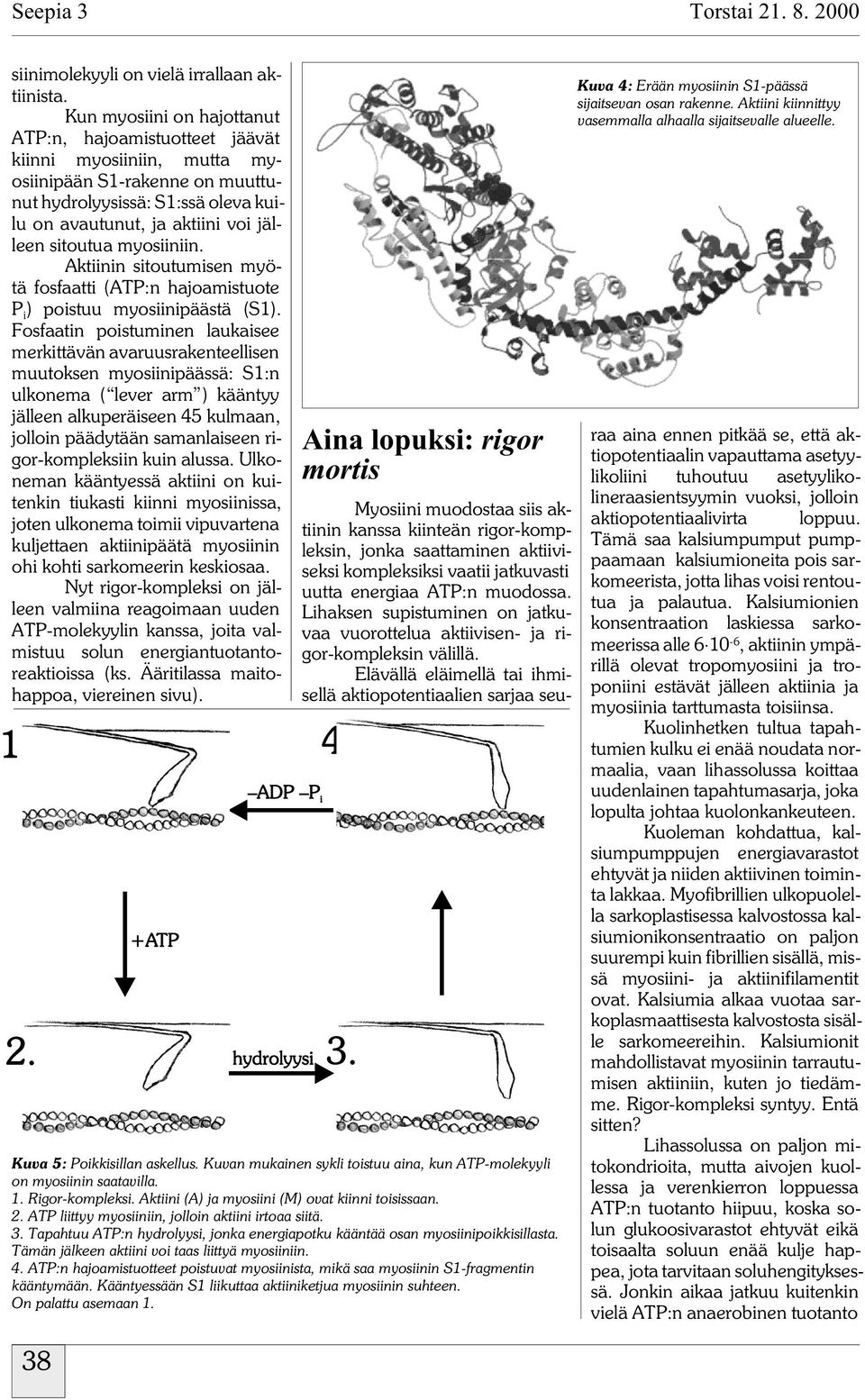 myosiiniin. Aktiinin sitoutumisen myötä fosfaatti (ATP:n hajoamistuote P i ) poistuu myosiinipäästä (S1).