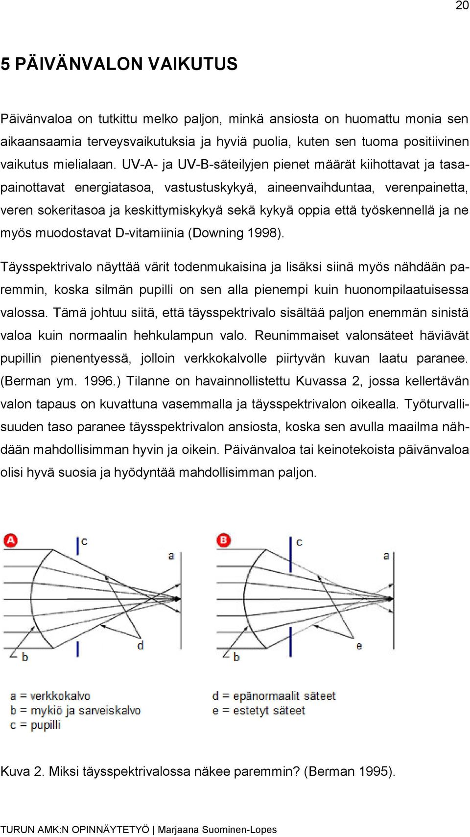 työskennellä ja ne myös muodostavat D-vitamiinia (Downing 1998).