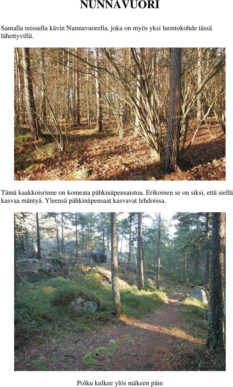 Tämä kaakkoisrinne on komeata pähkinäpensaistoa.