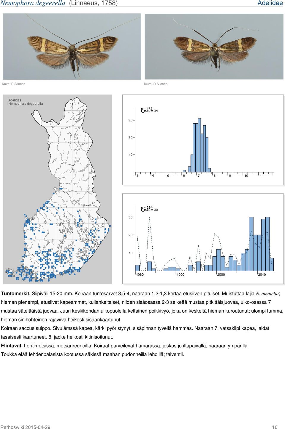 Juuri keskikohdan ulkopuolella keltainen poikkivyö, joka on keskeltä hieman kuroutunut; ulompi tumma, hieman sinihohteinen rajaviiva heikosti sisäänkaartunut. Koiraan saccus suippo.