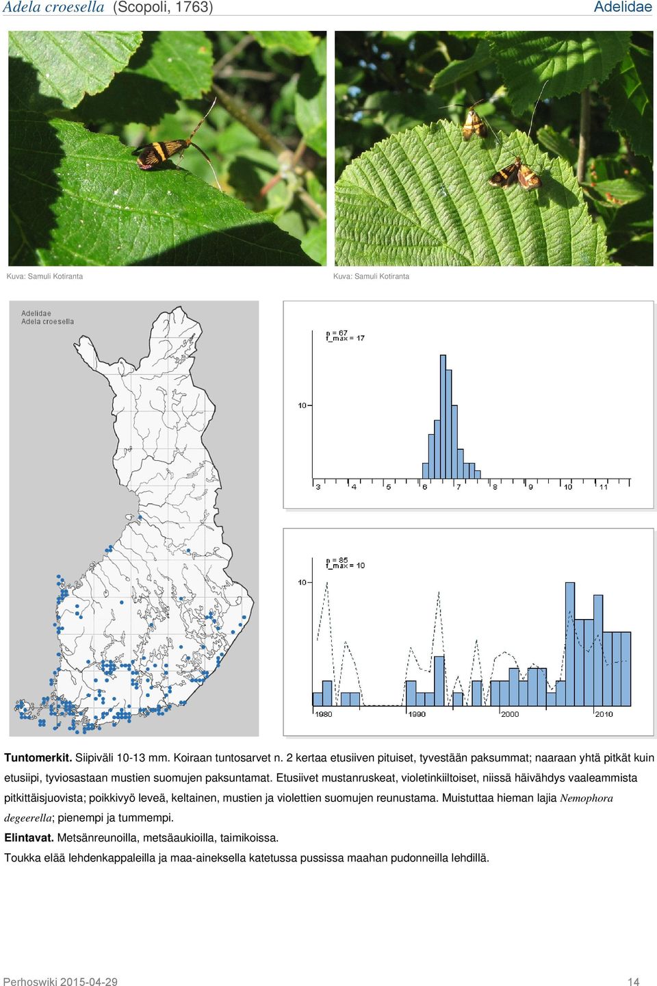 Etusiivet mustanruskeat, violetinkiiltoiset, niissä häivähdys vaaleammista pitkittäisjuovista; poikkivyö leveä, keltainen, mustien ja violettien suomujen reunustama.