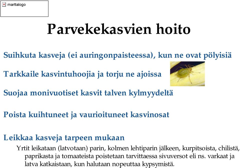 kasveja tarpeen mukaan Yrtit leikataan (latvotaan) parin, kolmen lehtiparin jälkeen, kurpitsoista, chilistä,