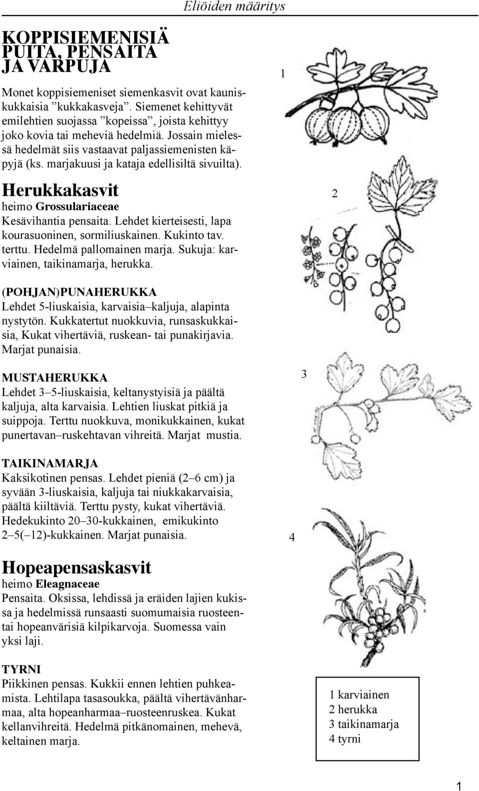 marjakuusi ja kataja edellisiltä sivuilta). Herukkakasvit heimo Grossulariaceae Kesävihantia pensaita. Lehdet kierteisesti, lapa kourasuoninen, sormiliuskainen. Kukinto tav. terttu.